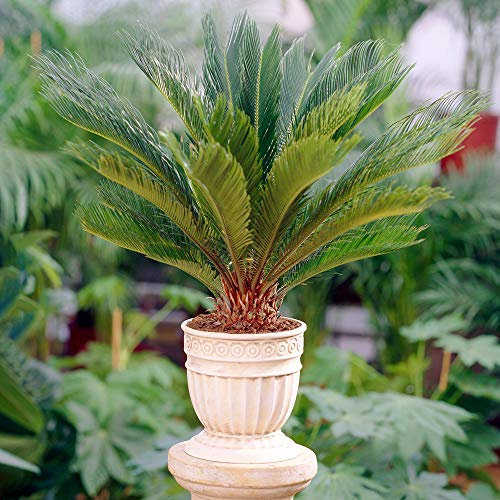 Cycas Revoluta Perenne - Palma del Sago | Pianta da Casa o da Ufficio (30-40 cm)