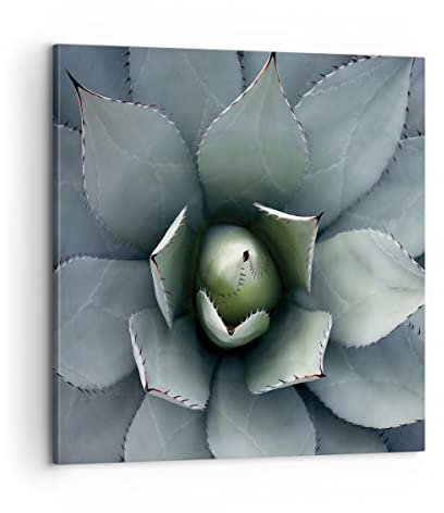 Bilder auf Leinwand Blau Blätter Agave Leinwandbild mit Rahmen 60x60cm Wandbilder Dekoration Wohnzimmer Schlafzimmer Küche Deko Groß Wanddeko Bild Wand Kunstdruck Art Wall Decor Canvas AC60x60-5133