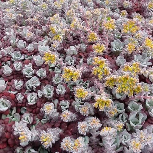 12 unità Sedum Spathulifolium 'Purpureum' - Spatola Purpurea Vaso 9x9cm ±1 m² - Sedum con Fiori Viola e Fogliame Compatato