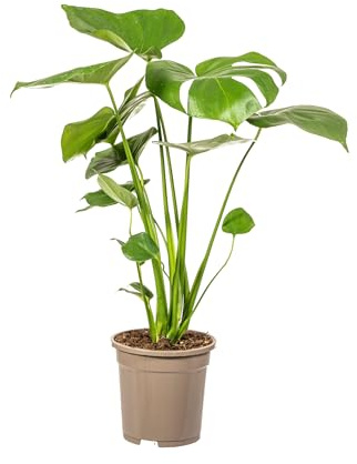 Monstera Deliciosa Tauerii Feuille de fenêtre, plante d'intérieur, diamètre : 17 cm, hauteur : 50 à 70 cm, plante grimpante verte luxuriante
