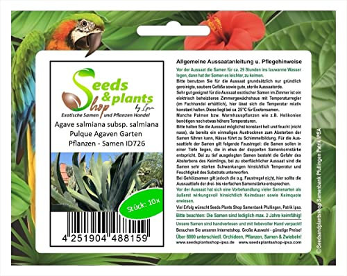Stk - 10x Agave salmiana subsp. salmiana Pulque Agaven Garten Pflanzen - Samen ID726 - Seeds & Plants Shop by Ipsa