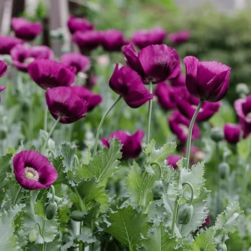 Mohn 'Laurents Grape' winterhart violett