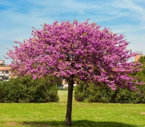 Garden Center Shop | Cercis siliquastrum M22 | Árbol del Amor | Árbol Ornamental de Flor Rosa | Ideal Jardín y Exterior | Floración Primaveral Espectacular