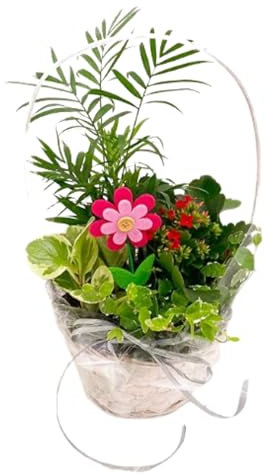 Cesta de 4 Plantas Naturales de Interior : Palmera Chamaedorea + Kalanchoe + Ficus Sunny + Peperomia Obtusifolia para el Hogar ideal para Regalar - San Valentín - Mujer Regalo día De la Madre