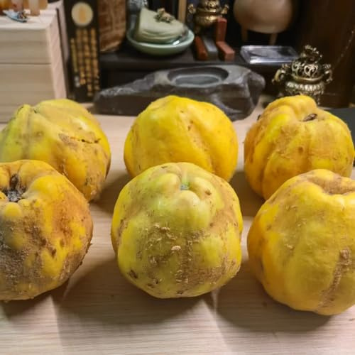 semillas resistentes de membrillo, columnares resistentes raras jardín balcón regalos para jardineros variedades antiguas 55pcs