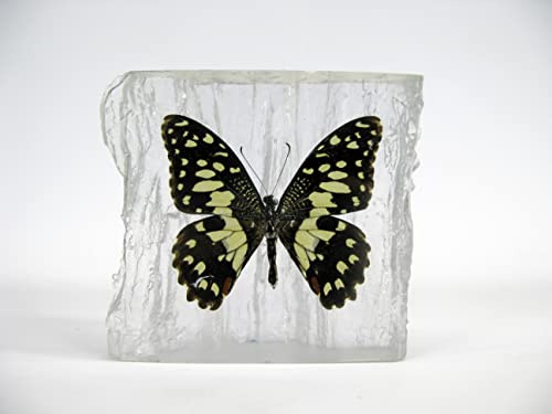 Echter wunderschöner Briefbeschwerer mit sorgfältig präparierten Schmetterling (Lime Butterfly) in Kunstharz gegossen. Größe 10x9x3cm, 276Gr Gewicht