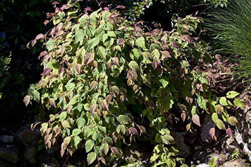Corylopsis spicata 100-125 cm – Winterhart, Mehrjährig, Pflegeleicht – Scheinhasel – Zierstrauch für Garten & Beet