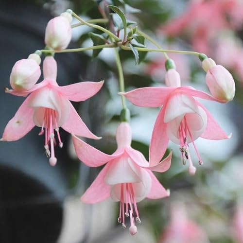 Fuchsiensamen Fuchsien wildblumensamen herbstaussaat kräutersamen blumengarten kräuterpflanzen kräutergarten rankpflanzen indoor garten hochbeet pflanzensamen zimmerpflanzen 150samen