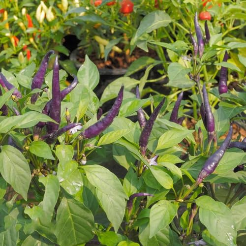 semi di chile giardino di interni cucina inverno semi in varietà estremamente resistenti 1000pcs