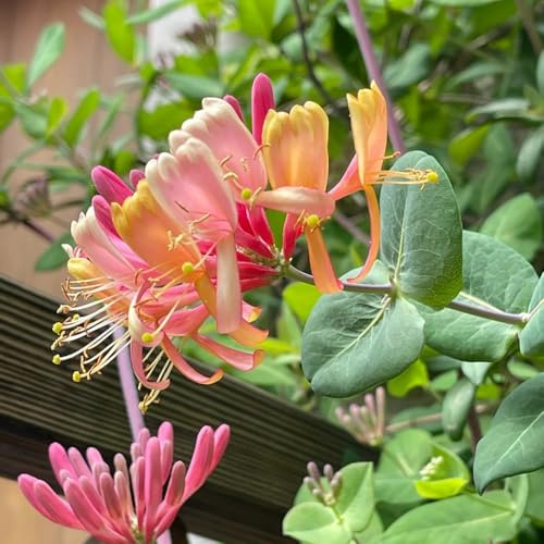 Semillas de madreselva - las trepadoras son resistentes Lonicera japonica - de jardín orgánicas semillas de trepadoras de balcón resistentes 150pcs