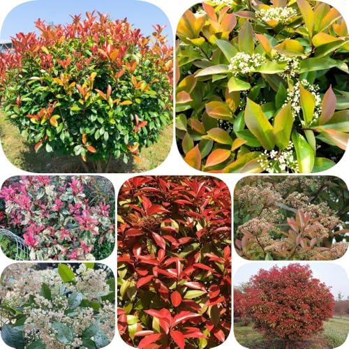 Semillas de Photinia de petirrojo rojo - decoraciones jardín para exteriores balcón resistentes extraño jardín arbustos setos para lugares soleados arbustos en 600pcs