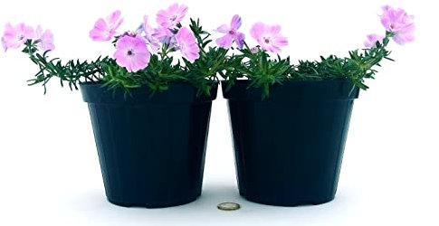 POWERS TO FLOWERS - PHLOX, FLOX ROSA, 2 PIANTE, VASO 13CM, Piante Vere