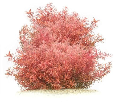 Rotala rotundifolia H'Ra - in vitro - 5,5cm Bechergröße - Hintergrund Wasserpflanzen für Aquarien