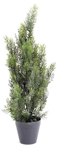 Ciprés - Árbol Natural para el Exterior del Hogar