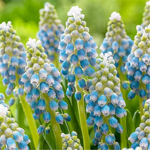 Grape Hyacinth Bulbs are Small and Cute/Potted/Plants/Rhizome/Ornamental/Resistant/Bedding/Gorgeous-6 Bulbs-c