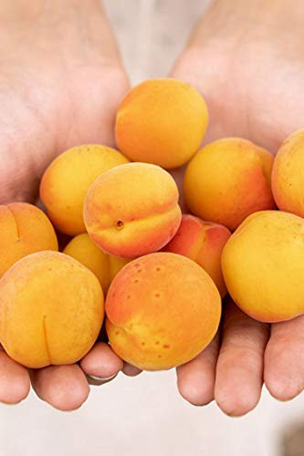 Albero di Albicocco varietà Vitillo in vaso Età 2 anni pianta di albicocco pianta vera di albicocco venduta da eGarden.store