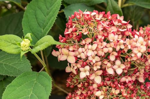 Hortensie Hydrangea arborescens Ruby Annabelle 40-60 cm winterhart | Rosa Blueten, langlebige Bluetenpracht, ideal fuer Beet und Garten, robust, standortflexibel, einfache Pflege