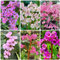 semi resistenti di bergenia piante per luoghi soleggiati, piante da ombra bergenia cordifolia semi di fiori perenni resistenti semi di fiori selvatici, semi di vecchie varietà semi di 500pcs
