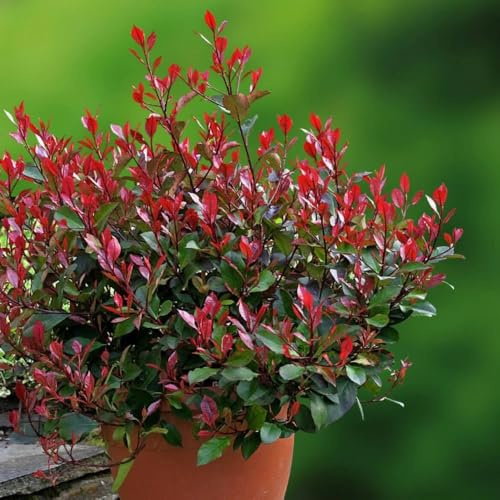 Photinia x fraseri Little Red Robin Photinia nana sempreverde pianta a palla in vaso ø24 cm Vivaio di Castelletto