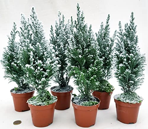 POWERS TO FLOWERS - ALBERO DI NATALE, PINETTO NATALIZIO, PINO CON NEVE, 6 PIANTE, ALTEZZA 25CM, VASO 9CM diametro, piante vere