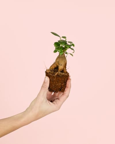 PUR PLANT Ficus Microcarpa Mini | Bonsái Natural De Interior Resistente y Purificador | Ideal Para Terrarios y Espacios Pequeños | Tronco Retorcido y Hojas Verdes Brillantes | Maceta De Ø6 cm