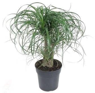 Fresh Plants Zimmerpflanzen -Nolina „Elefantenfuß” XXL - Topf Ø 21 cm - Höhe 60 cm - Exotische Zimmerpflanze für modernes Wohnen