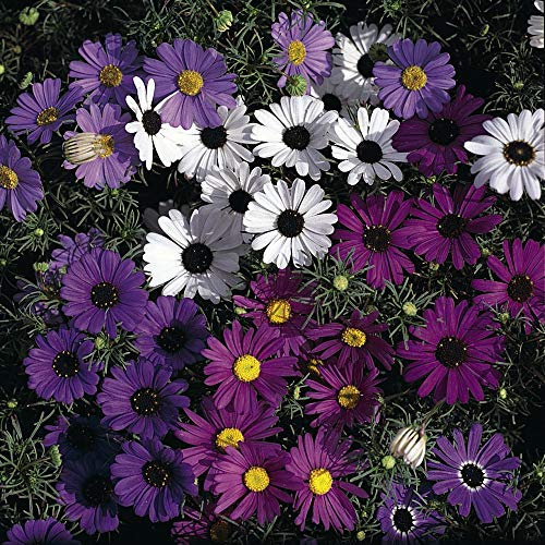 Brachycome iberidifolia 'Bravo' Swan River Daisy Half-Hardy Annual Flowers Garden Plants Grow Your Own 1 x Seed Packet (125 Seeds) Brachycome iberidifolia 'Bravo' by Thompson and Morgan