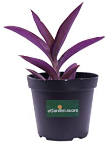 Pianta di Tradescantia Pallida Purpurea Pianta di Erba Misera pianta da esterno pianta da fiore pianta ricadente pianta ornamentale di Tradescantia pianta vera venduta da eGarden.store