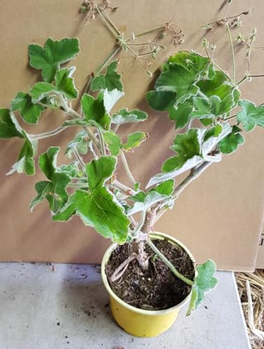 Pelargonium tomentosum/Géranium au parfum de menthe/Godet