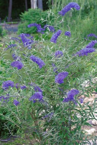 Buddleja davidii 'Nanhoensis' 40–60 cm – Winterhart, Mehrjährig, Pflegeleicht – Schmetterlingsflieder – Zierstrauch für Garten & Kübel