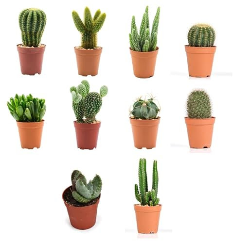 Verdecora Pack de Cactus o Crasas | Cactus y suculentas Planta natural viva de interior en maceta de Ø5cm | Plantas pequeñas y fáciles de cuidar | Envío de surtido variado (10 cactus)