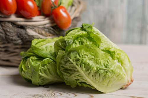 Lot de 500 Graines de Laitue Sucrine - Feuilles tendres et savoureuses - Qualité Gustative - Variété Reproductible et Française