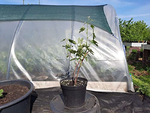 Weinrebe welche im Norden Deutschlands fruchtet im 5L Topf