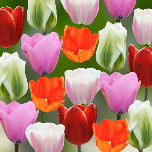 Tulpenzwiebeln 34 x 'The Classics Collection' - The Bulb Farmers - Fruhjahr - in den Niederlanden gezuchtet - Tulpen Zwiebeln - Blumenzwiebeln