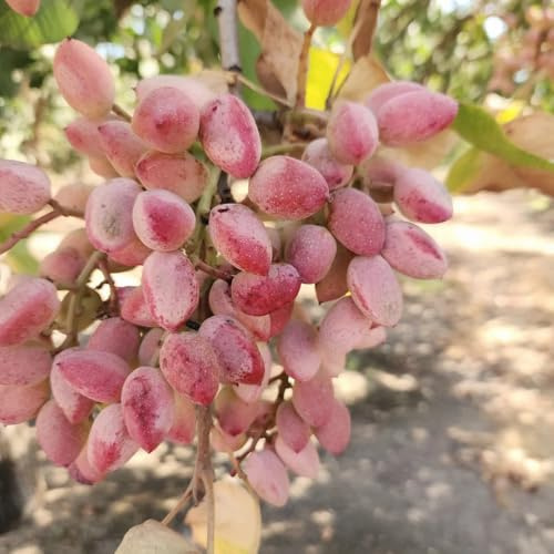 pistacchio comprare semi, biologici, per giardino, roccioso 8pcs