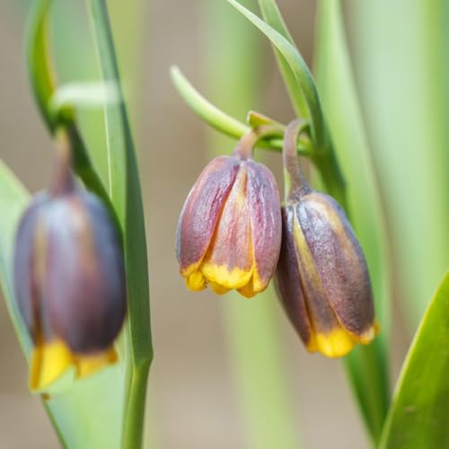 fritillaria corona imperiale di primavera bulbi di perenni, resistenti al freddo bonsai giardino rocce ufficio letti elevati per 8 pezzi