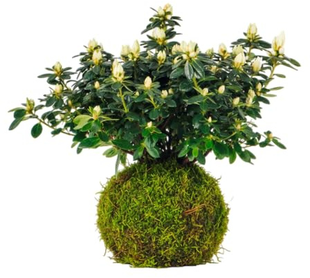 DECOALIVE Kokedama de Azalea Planta Viva Interior Decorativa con Flor