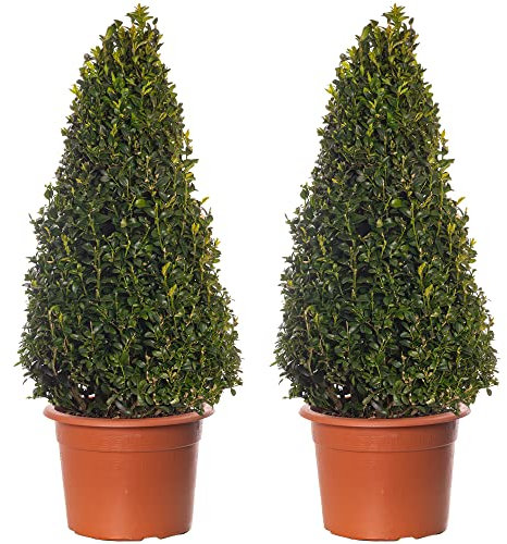 Buchsbaum-Pyramiden - Buxus-Sträucher | 2er-Pack | Immergrüne Topfpflanze 60-70cm
