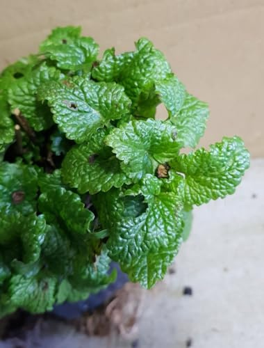 Melissa officinalis/Mélisse citronnelle/Godet/Aromatique