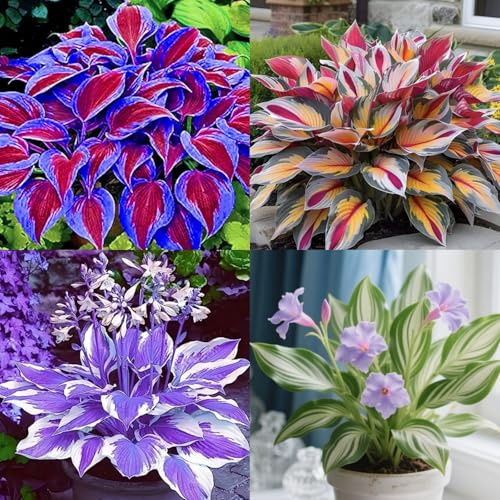 Hosta resistenti a temperature basse, bulbi Hosta, perfetti per giardini e terrazzi decorativi-4bulbi-B
