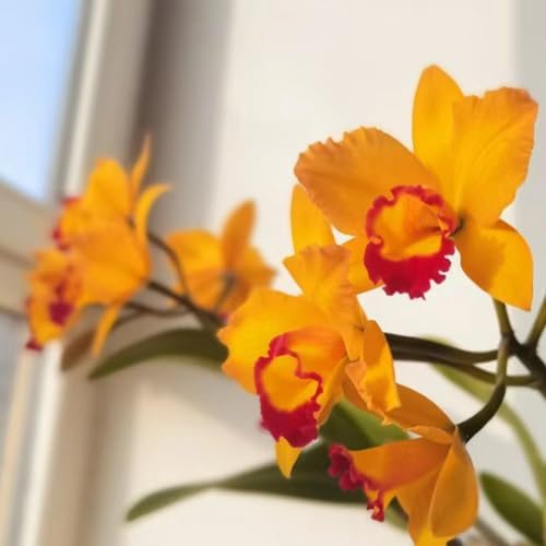 Cattleya semi interni ufficio decorativo tagliati semi orchidee primavera perenni selvaggio balcone parterre giardino 70pcs