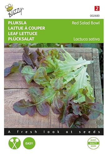 Buzzy Seeds 002680 Pflücksalat Red Salad Bowl Eichenblatt Rot (Pflücksalatsamen)