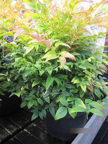 Nandina domestica Gulf Stream - Heiliger Bambus - Himmelsbambus - 30-40cm