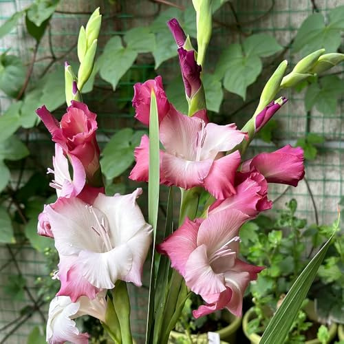 bulbi di gladioli giardino di rocce giardino interno balcone letti elevati riverdimento tetti letto elevato resistenti 12pcs