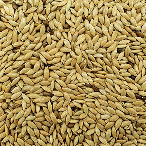 Kanariensaat - Gladen 2,5kg