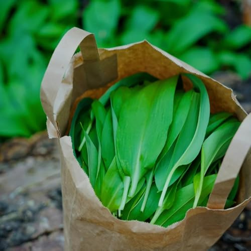 Semillas de ajo silvestre perenne resistente, orgánicas exóticas balcón 50pcs