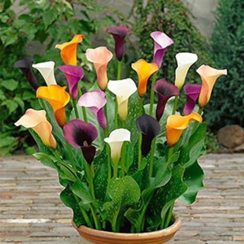 Lebende Pflanzen,Winterharte Zwiebeln,Calla Pflanze Zwiebeln,Calla-Zwiebeln,Hochzeitsblumen,Seltene Pflanzen,Zierblumen,Perfekte Schnittblumen,Natürlich-2 Zwiebeln-B