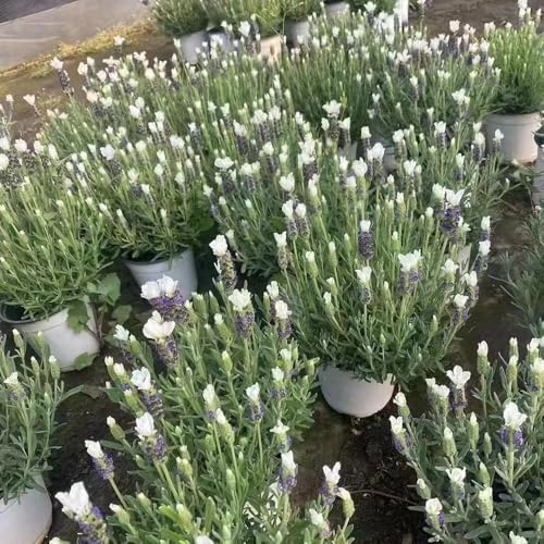500 pezzi semi di lavanda sono resistenti alla lavanda, balcone con letto elevato perenni resistenti,