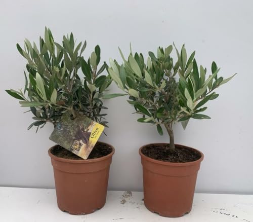 PIANTA DI ULIVO BONSAI VASO 15 CM ALTEZZA 20/25 CM (foto reali)