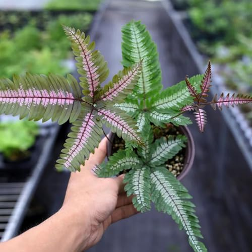 Farn, alte sorten kräuterpflanzen seltene farn winterhart für garten balkongewächshäuser nachhaltige produkte immergrüne kübelpflanze 180Samen